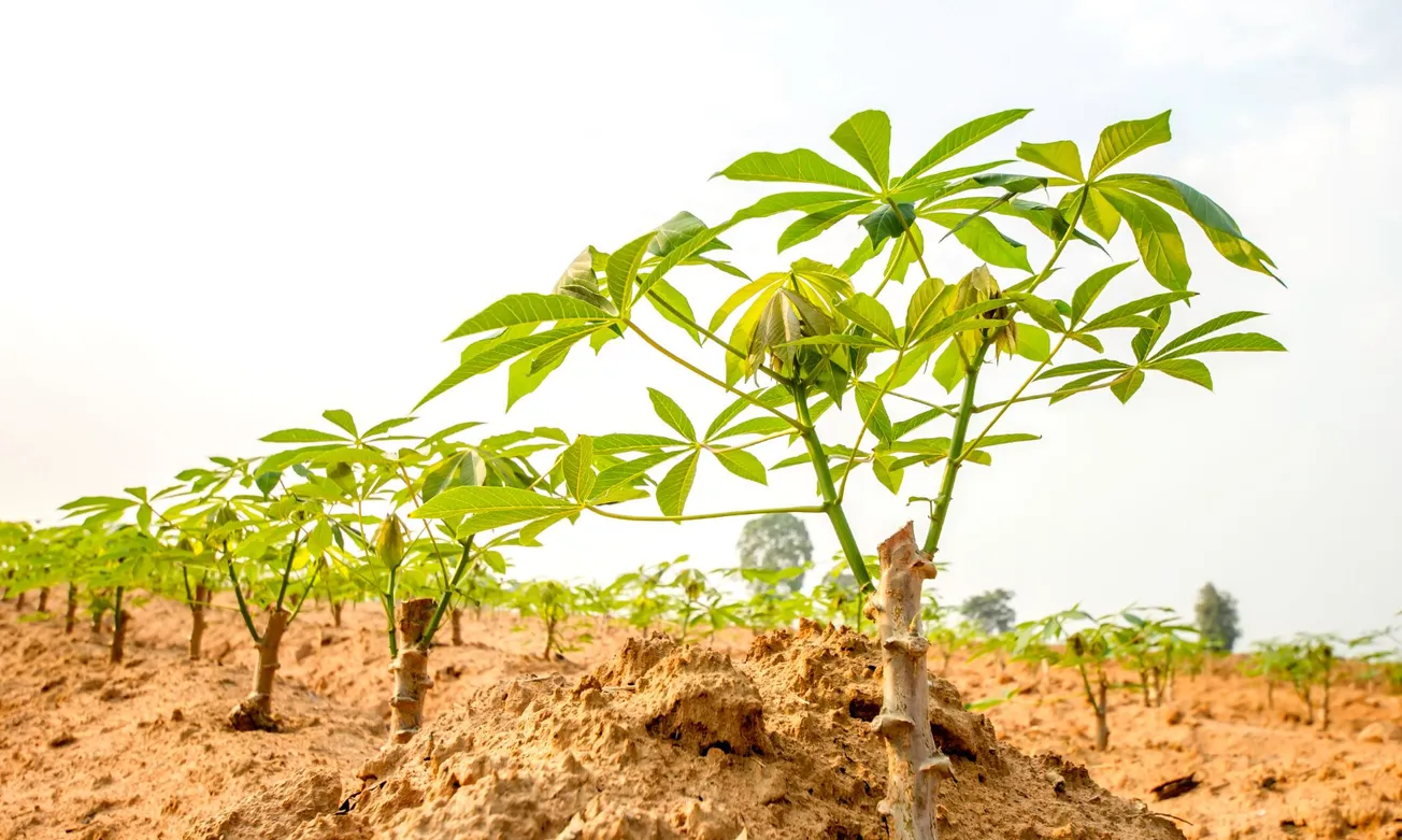 MT investe em pesquisa com mandioca para fortalecer a agricultura